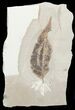 Fossil Allophylus Leaf - Utah #45640-1